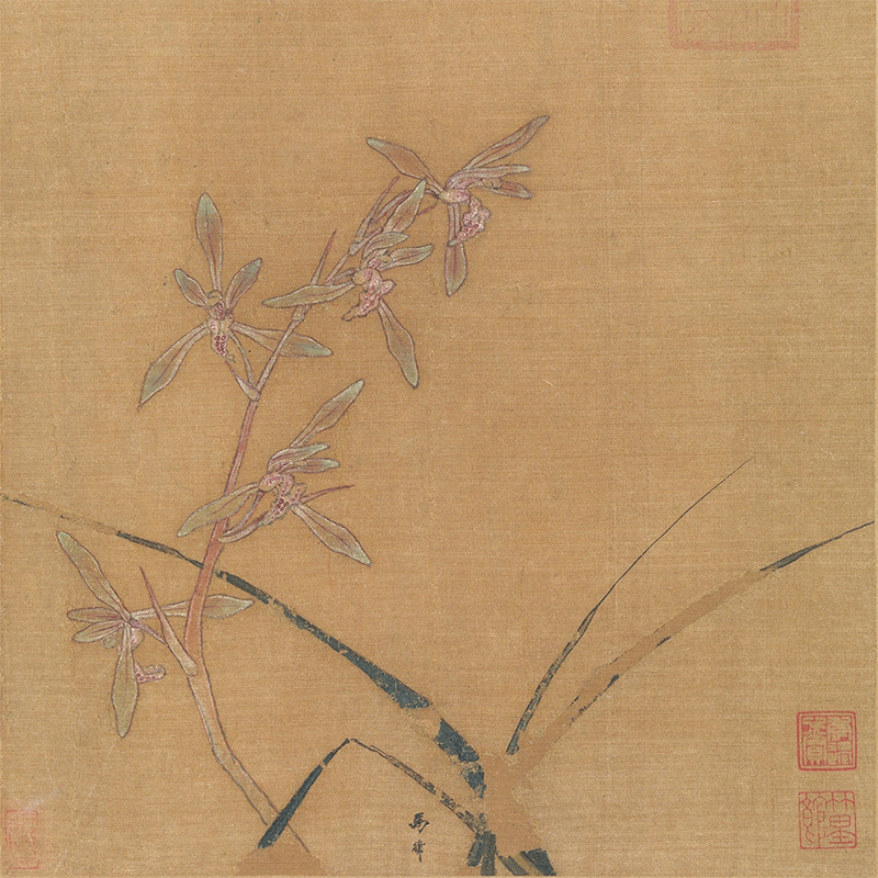 马麟花卉《兰花图》